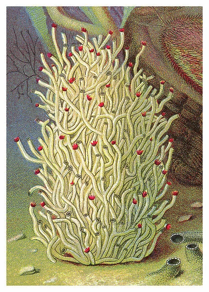 Old chromolithograph illustration of Tube and Fan-headed Worms (Hydroides uncinata)