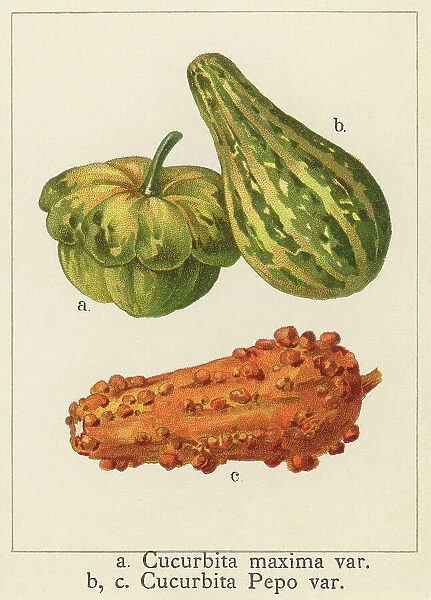 Old chromolithograph illustration of winter squash or pumpkin (Cucurbita pepo)