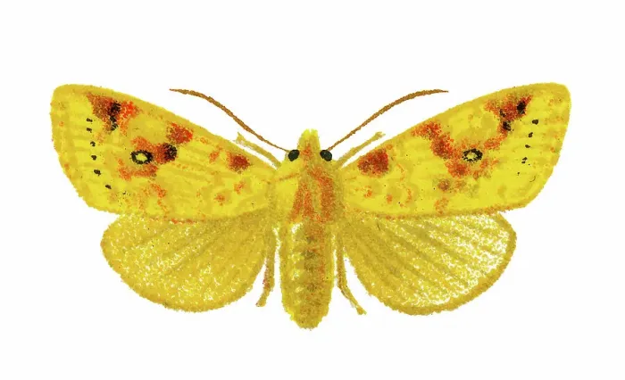 Framed Print : Old chromolithograph illustration of Xanthia moth Framed Print : Old chromolithograph illustration of Xanthia moth
