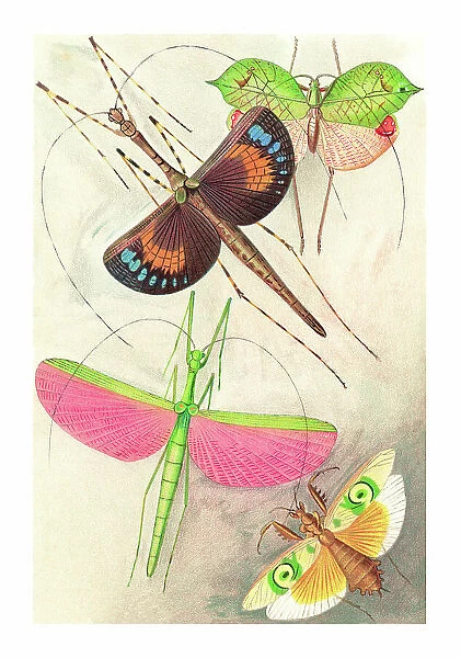 Old chromolithograph of Orthoptera Insects