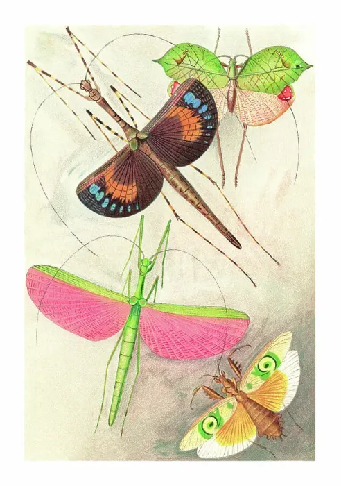 Framed Print : Old chromolithograph of Orthoptera Insects Framed Print : Old chromolithograph of Orthoptera Insects