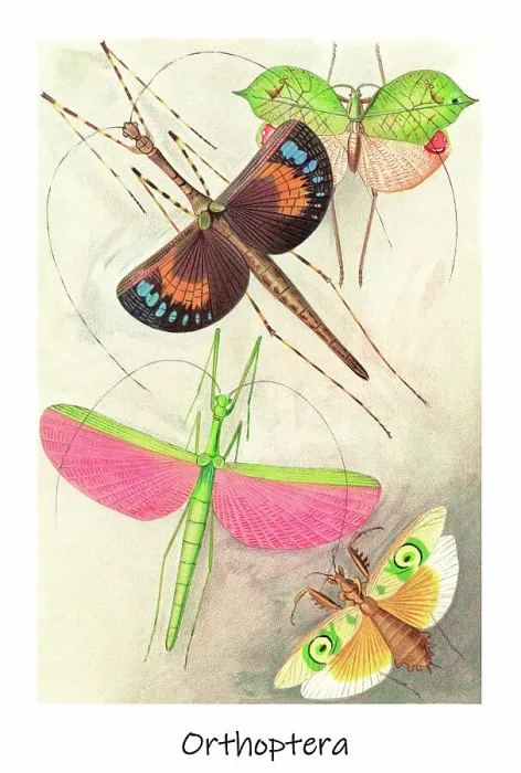 Framed Print : Old chromolithograph of Orthoptera Insects Framed Print : Old chromolithograph of Orthoptera Insects