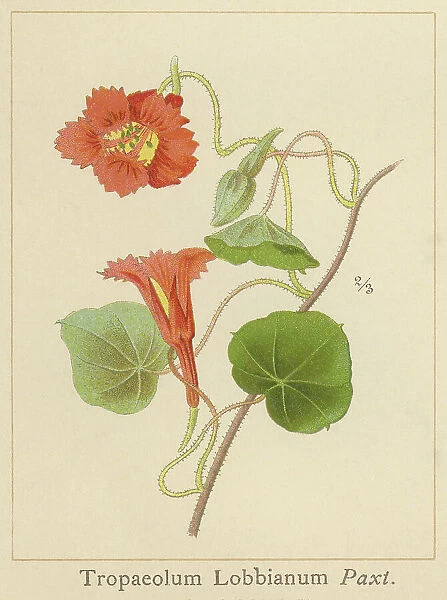 Old chromolithography illustration of climbing plants, garden nasturtium, nasturtium, Indian cress or monks cress (Tropaeolum Lobbianum )