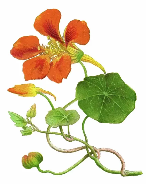 Framed Print : Old chromolithography illustration of climbing plants, garden nasturtium, nasturtium, Indian cress or monks cress (Tropaeolum majus) Framed Print : Old chromolithography illustration of climbing plants, garden nasturtium, nasturtium, Indian cress or monks cress (Tropaeolum majus)