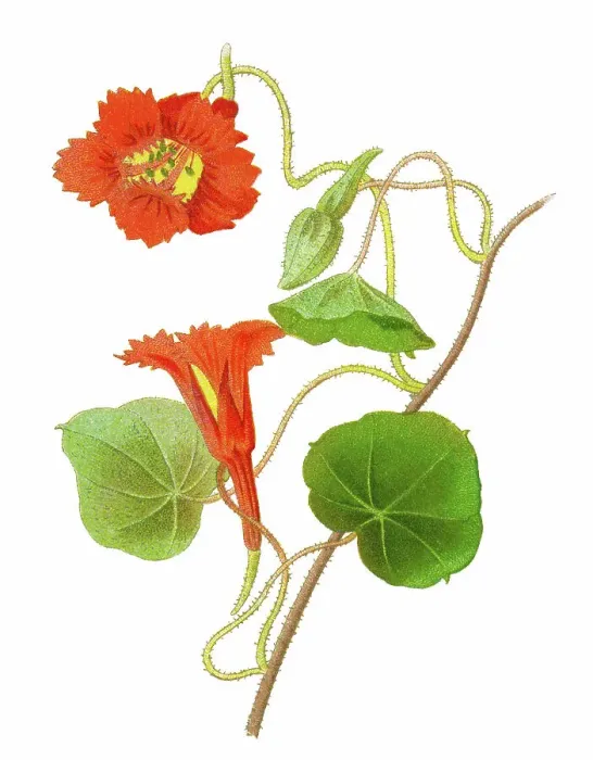 Framed Print : Old chromolithography illustration of climbing plants, garden nasturtium, nasturtium, Indian cress or monks cress (Tropaeolum Lobbianum ) Framed Print : Old chromolithography illustration of climbing plants, garden nasturtium, nasturtium, Indian cress or monks cress (Tropaeolum Lobbianum )