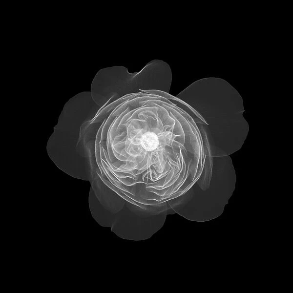 Old English rose, X-ray