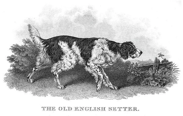 Old English Setter engraving 1812