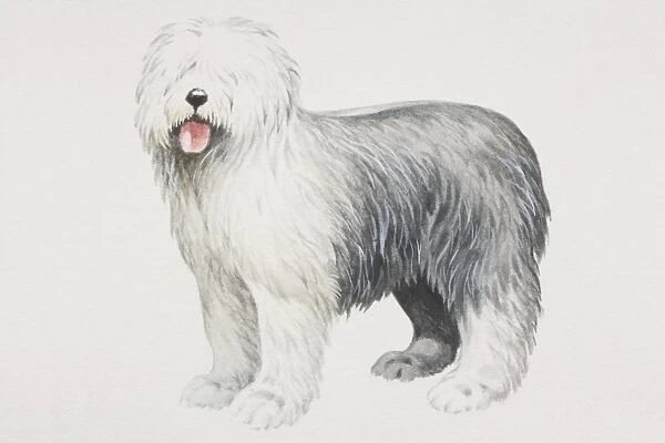 Old English Sheepdog (canis familiaris), side view