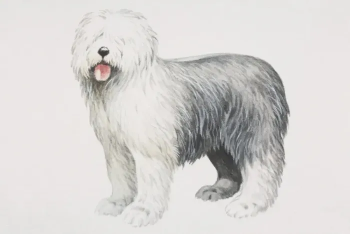 Framed Print : Old English Sheepdog (canis familiaris), side view Framed Print : Old English Sheepdog (canis familiaris), side view
