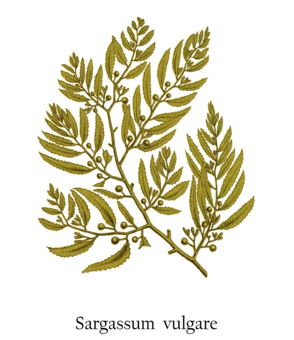 Framed Print : Old engraved illustration of a Algae, brown seaweed (Sargassum vulgare) Framed Print : Old engraved illustration of a Algae, brown seaweed (Sargassum vulgare)