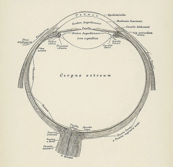 Old engraved illustration of anatomy of the human eye, section of the eyeball