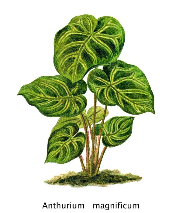Framed Print : Old engraved illustration of Anthurium magnificum Framed Print : Old engraved illustration of Anthurium magnificum