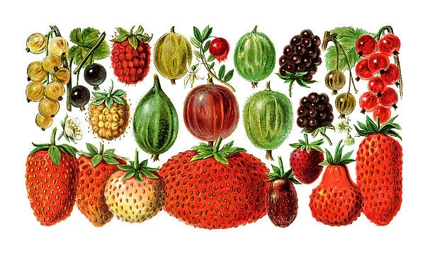 Old engraved illustration of a Berry fruits varieties
