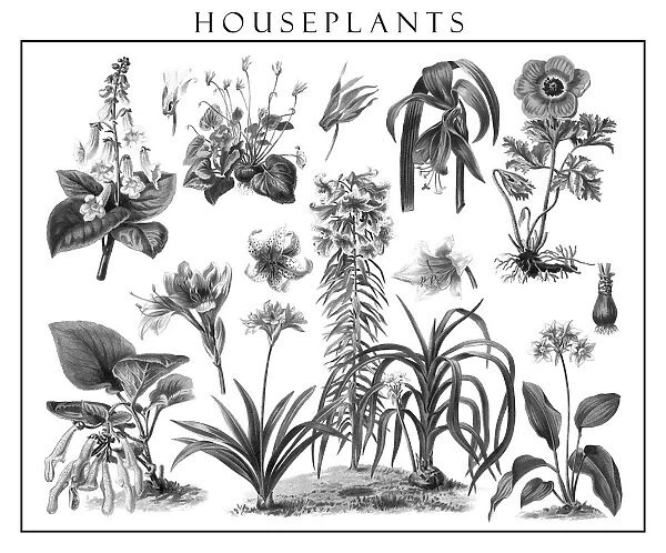 Old engraved illustration of blossom houseplants