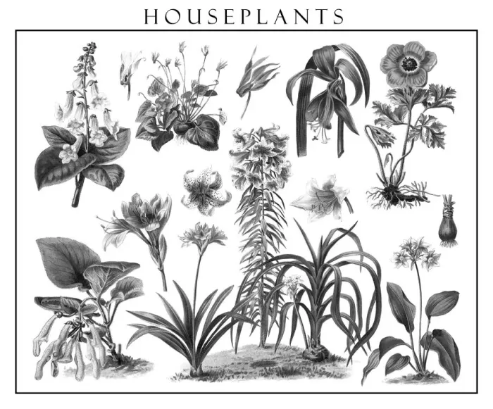 Framed Print : Old engraved illustration of blossom houseplants