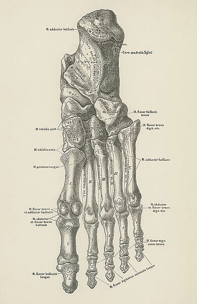 Old engraved illustration of the bones of the foot