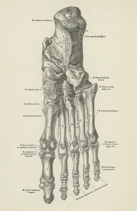 Framed Print : Old engraved illustration of the bones of the foot Framed Print : Old engraved illustration of the bones of the foot
