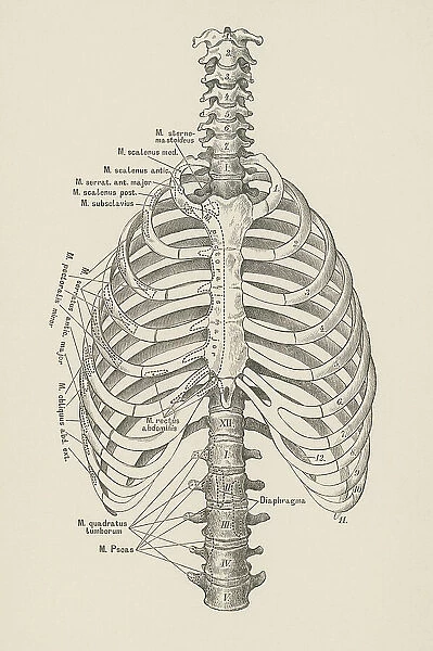 Old engraved illustration of bones of human spine and ribs