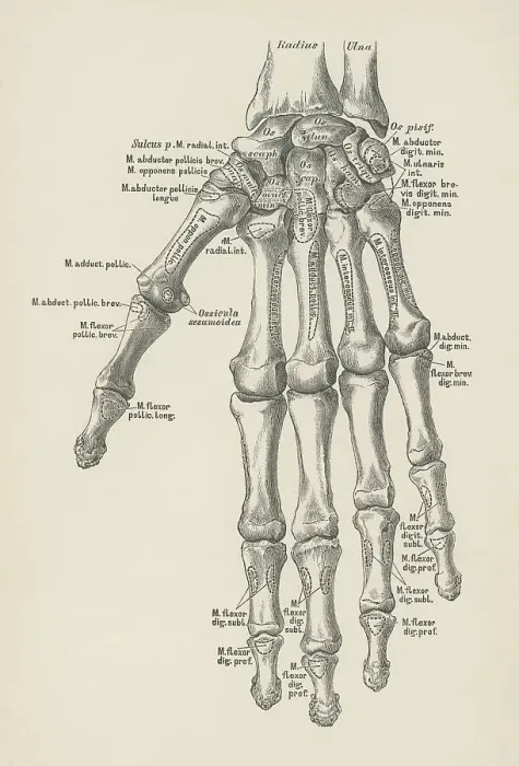Framed Print : Old engraved illustration of the bones of the left hand Framed Print : Old engraved illustration of the bones of the left hand