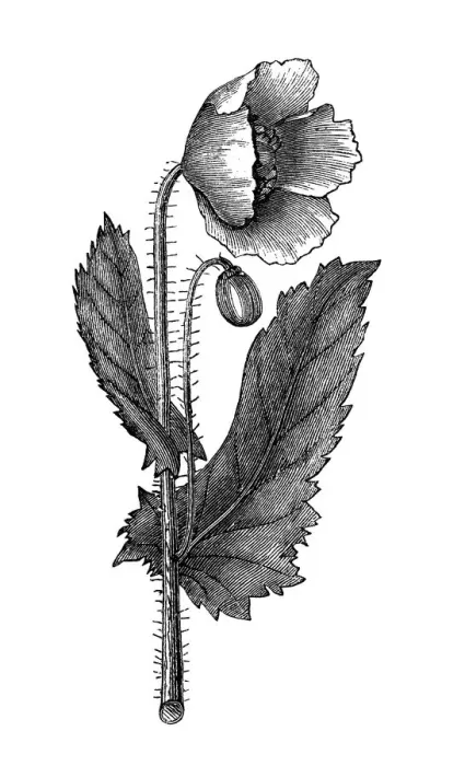 Framed Print : Old engraved illustration of Botany, Poppy flower (Papaver officinale) Framed Print : Old engraved illustration of Botany, Poppy flower (Papaver officinale)