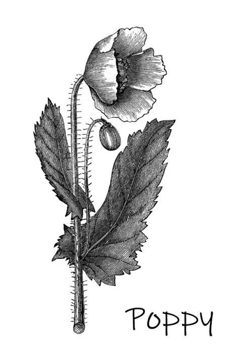 Framed Print : Old engraved illustration of Botany, Poppy flower (Papaver officinale) Framed Print : Old engraved illustration of Botany, Poppy flower (Papaver officinale)