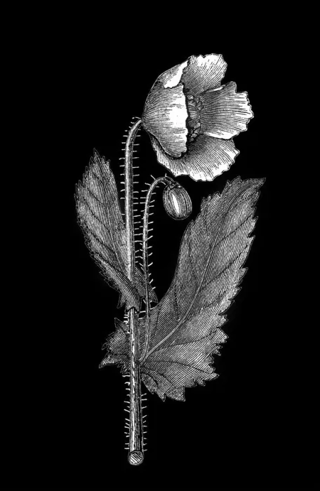 Framed Print : Old engraved illustration of Botany, Poppy flower (Papaver officinale) Framed Print : Old engraved illustration of Botany, Poppy flower (Papaver officinale)