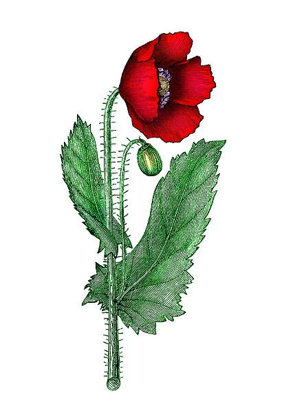 Old engraved illustration of Botany, Poppy flower (Papaver officinale)