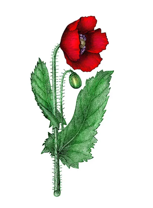 Framed Print : Old engraved illustration of Botany, Poppy flower (Papaver officinale) Framed Print : Old engraved illustration of Botany, Poppy flower (Papaver officinale)