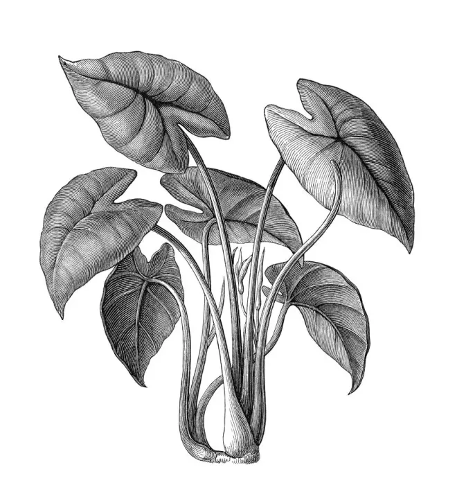 Framed Print : Old engraved illustration of Botany, Taro, kalo or godere (Colocasia esculenta)
