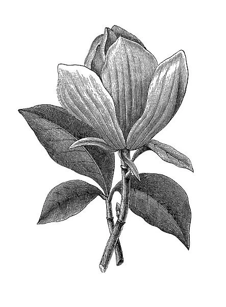 Old engraved illustration of Botany, magnolia (Magnolia grandiflora)