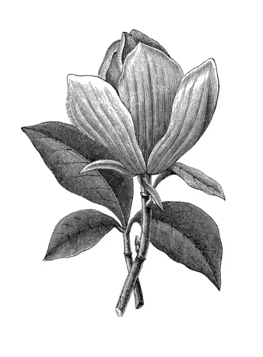 Framed Print : Old engraved illustration of Botany, magnolia (Magnolia grandiflora) Framed Print : Old engraved illustration of Botany, magnolia (Magnolia grandiflora)