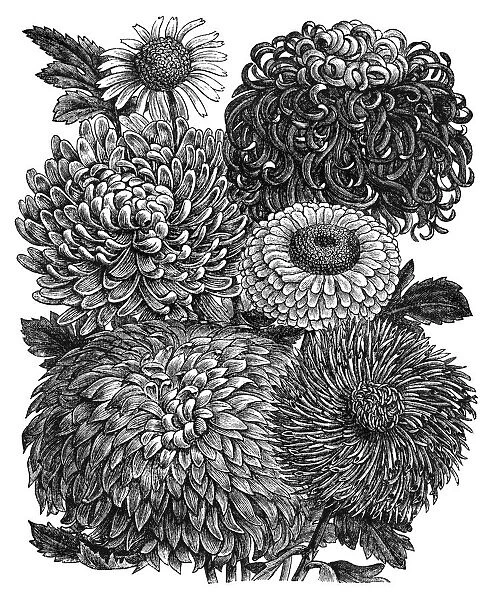 Old engraved illustration of Botany, Chrysanthemums or mums