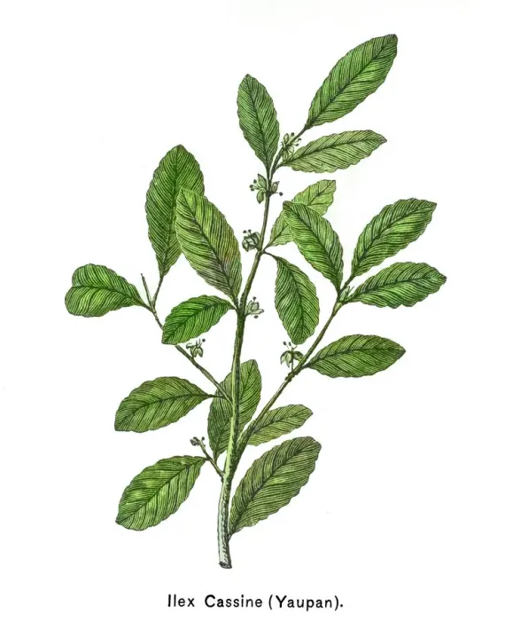 Framed Print : Old engraved illustration of Botany, yaupon or yaupon holly (Ilex cassine) Framed Print : Old engraved illustration of Botany, yaupon or yaupon holly (Ilex cassine)