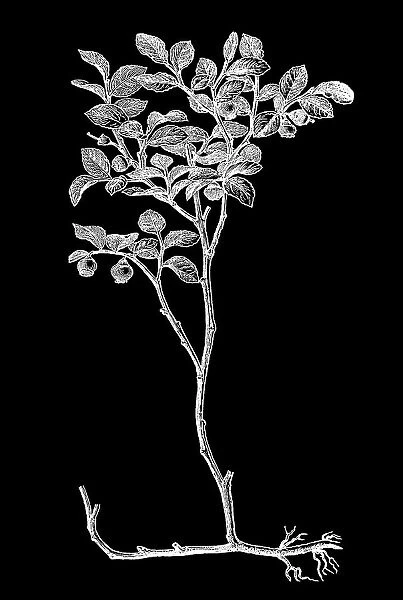 Old engraved illustration of Botany, Vaccinium myrtillus or European blueberry