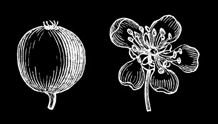 Framed Print : Old engraved illustration of Botany, Aronia, a genus of deciduous shrubs, the chokeberries (family Rosaceae) Framed Print : Old engraved illustration of Botany, Aronia, a genus of deciduous shrubs, the chokeberries (family Rosaceae)
