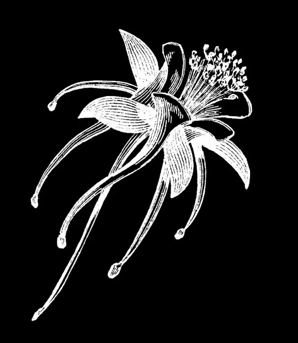 Framed Print : Old engraved illustration of Botany, golden columbine (Aquilegia chrysantha) Framed Print : Old engraved illustration of Botany, golden columbine (Aquilegia chrysantha)
