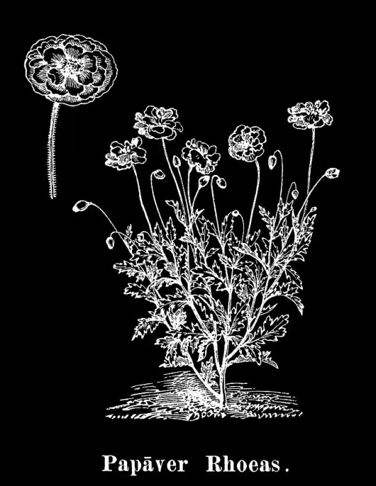 Framed Print : Old engraved illustration of Botany, common poppy, corn poppy, corn rose, field poppy, Flanders poppy, and red poppy Framed Print : Old engraved illustration of Botany, common poppy, corn poppy, corn rose, field poppy, Flanders poppy, and red poppy