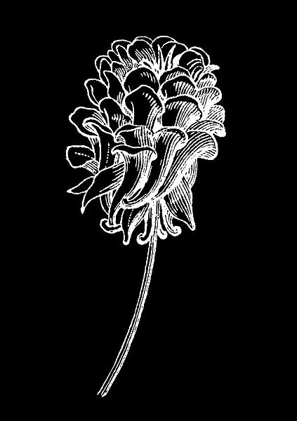 Old engraved illustration of Botany, Barlow columbine, Aquilegia flower
