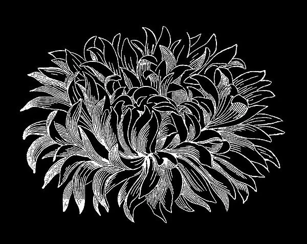 Old engraved illustration of Botany, Chrysanthemum or mum flower