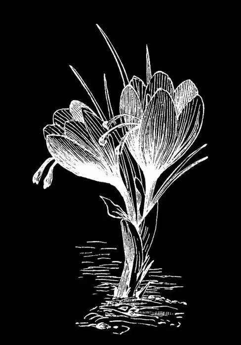 Framed Print : Old engraved illustration of Botany, Saffron crocus, Crocus sativus