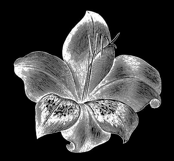 Old engraved illustration of Botany, Gladiolus - perennial cormous flowering plant