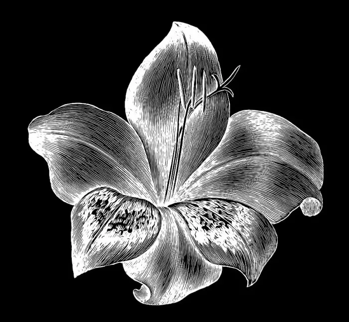 Framed Print : Old engraved illustration of Botany, Gladiolus - perennial cormous flowering plant Framed Print : Old engraved illustration of Botany, Gladiolus - perennial cormous flowering plant