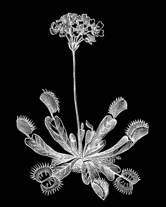 Framed Print : Old engraved illustration of Botany, the Venus flytrap (Dionaea muscipula) Framed Print : Old engraved illustration of Botany, the Venus flytrap (Dionaea muscipula)