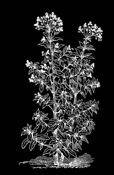 Old engraved illustration of Botany, Himalayan balsam, a large annual plant native to the Himalayas (Impatiens glandulifera)