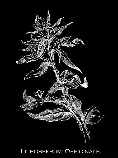 Old engraved illustration of Botany, common gromwell or European stoneseed (Lithospermum officinale) a flowering plant species in the family Boraginaceae
