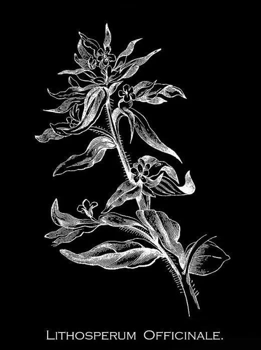 Framed Print : Old engraved illustration of Botany, common gromwell or European stoneseed (Lithospermum officinale) a flowering plant species in the family Boraginaceae Framed Print : Old engraved illustration of Botany, common gromwell or European stoneseed (Lithospermum officinale) a flowering plant species in the family Boraginaceae