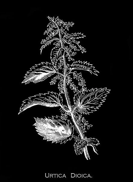 Old engraved illustration of Botany, a common nettle (Urtica dioica)
