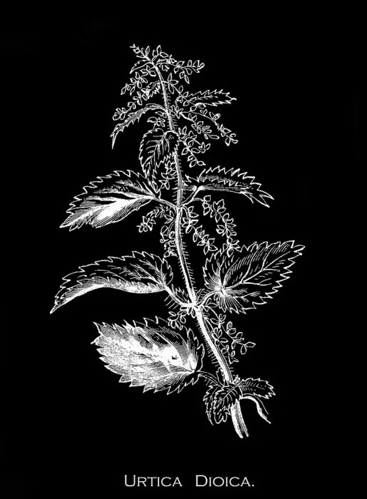 Framed Print : Old engraved illustration of Botany, a common nettle (Urtica dioica)