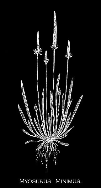 Old engraved illustration of Botany, tiny mousetail or just mousetail (Myosurus minimus) a species of flowering plant in the family Ranunculaceae