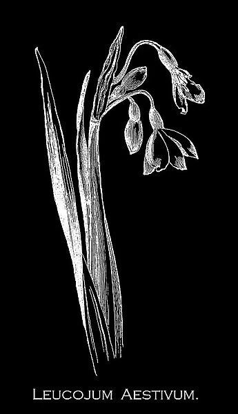 Old engraved illustration of Botany, summer snowflake or Loddon lily (Leucojum aestivum)